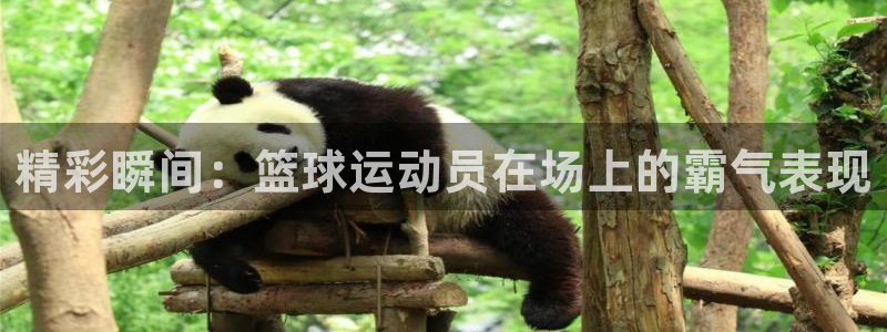 3377体育官方正版app集团简介:精彩瞬间:篮球运动员在场